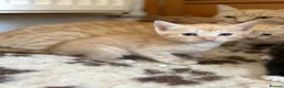 Mixed Breed cats for sale: Female ginger kitten ready now - Advert 1