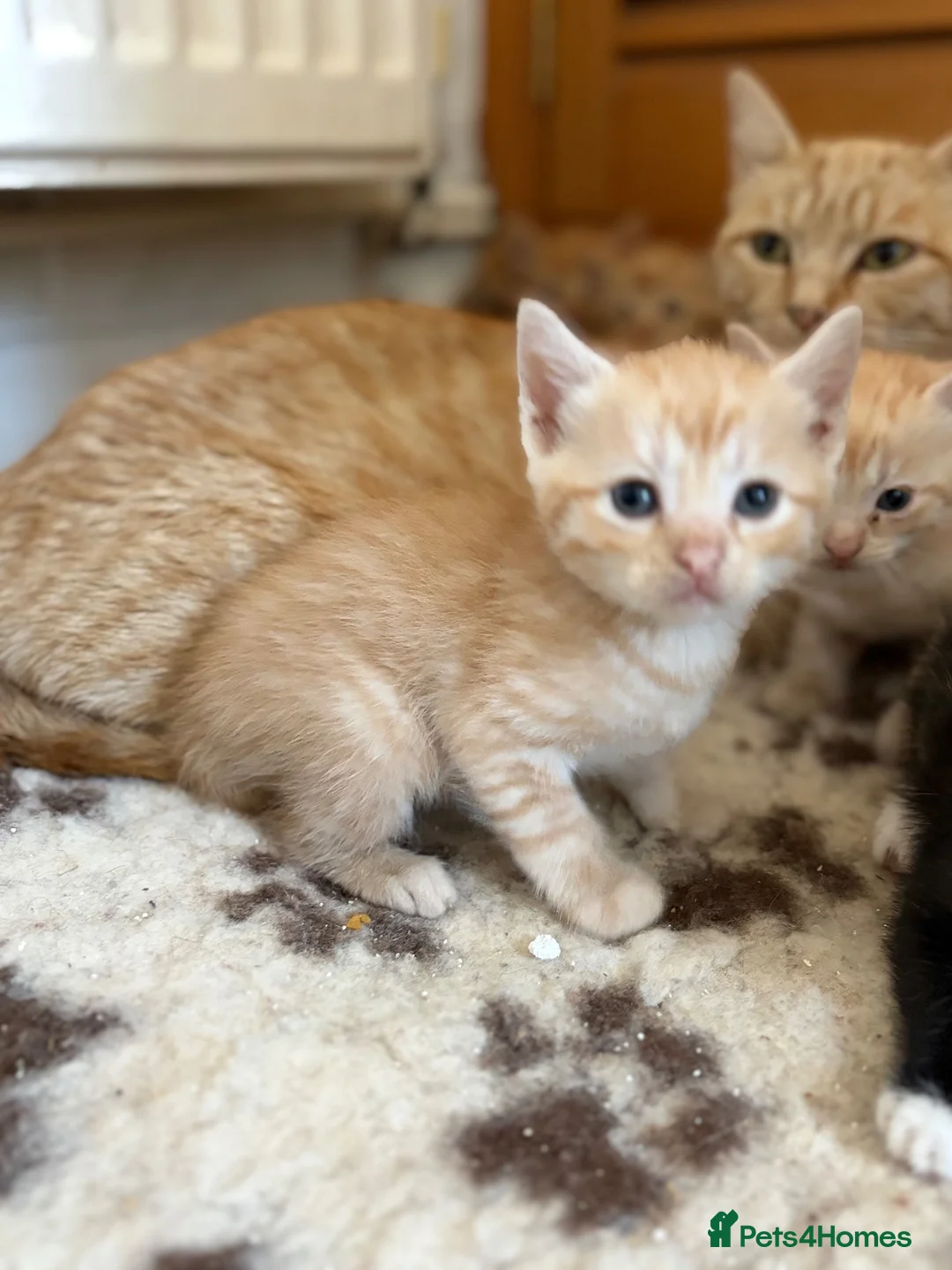 Mixed Breed cats for sale: Female ginger kitten ready now - Advert 1