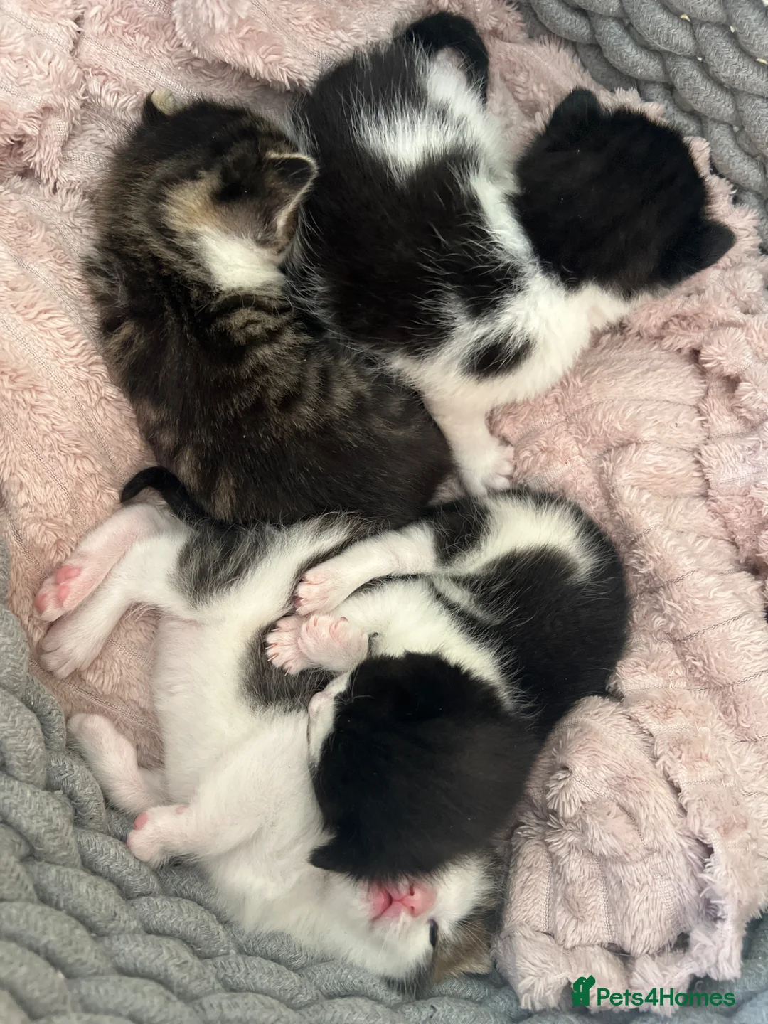 Mixed Breed cats for sale: 4 kittens  - Advert 4