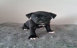 Staffordshire Bull Terrier dogs for sale: ‼️ReadyForCollection‼️Blue Staffie Puppies  in Tipton - Image 17