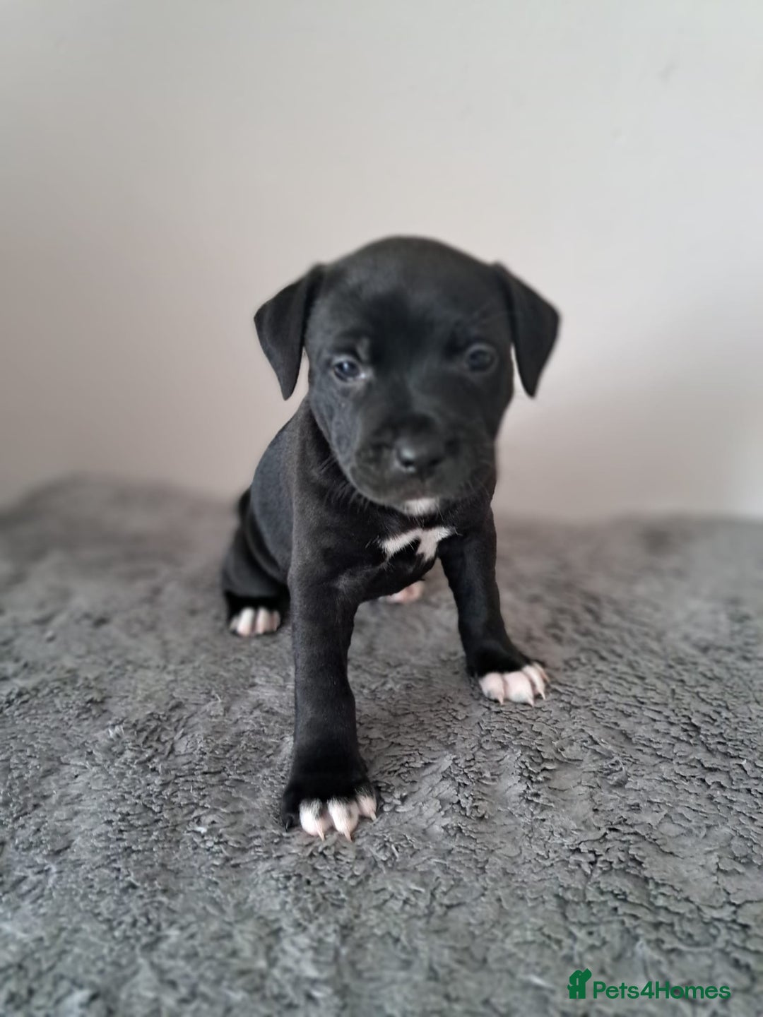 Staffordshire Bull Terrier dogs for sale: ‼️ReadyForCollection‼️Blue Staffie Puppies  in Tipton - Image 17
