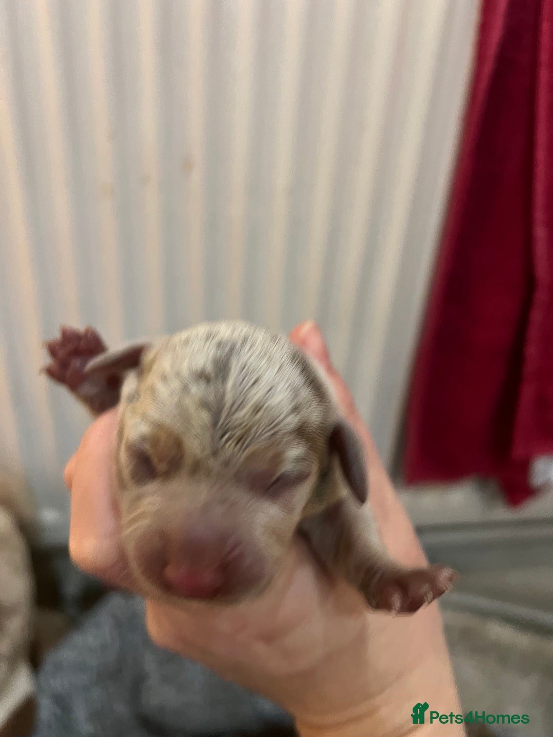 Miniature Dachshund dogs for sale: 💙KC REG💕💕💓Miniature dachshund 💙 - Advert 12