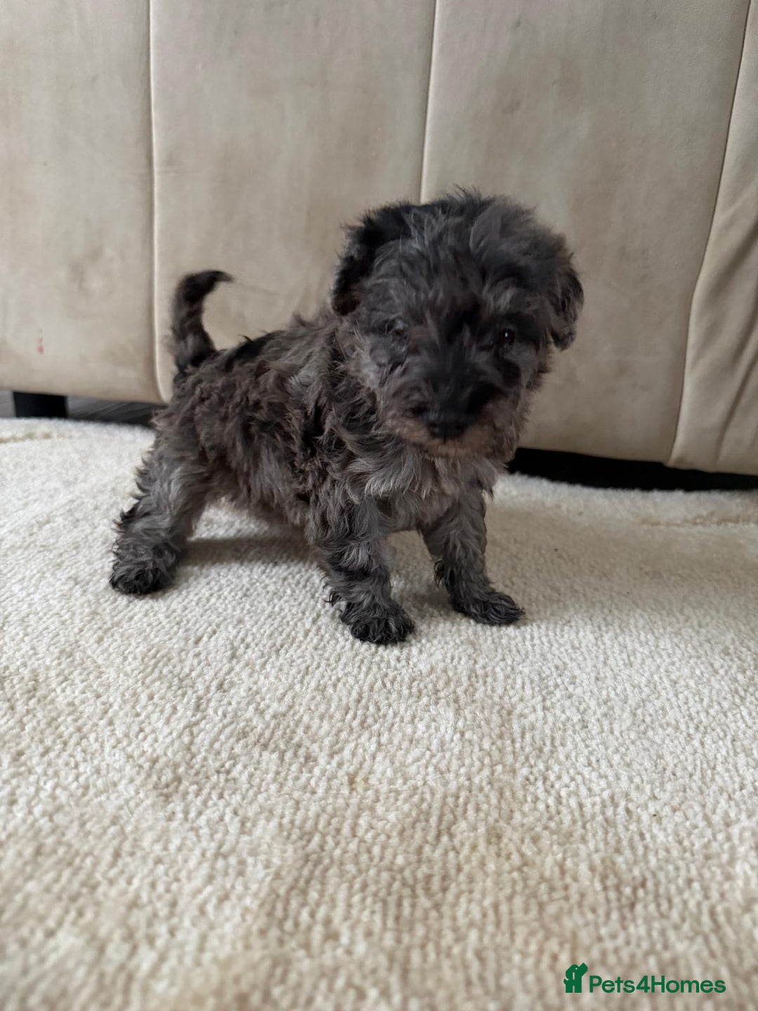 Mixed Breed dogs for sale: Schnoodle puppies for sale  - Advert 15