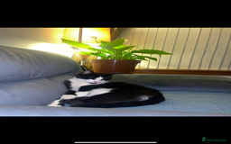 Domestic Shorthair cats for sale: Unwell Owner  - Image 3