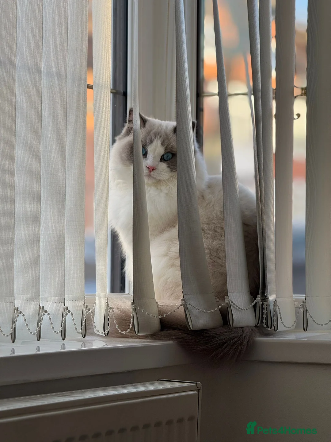 Ragdoll cats for sale: Bi colour boy (European) - Advert 2