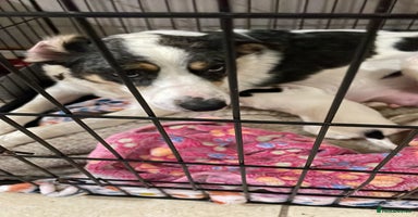 Border Collie dogs - Advert 13