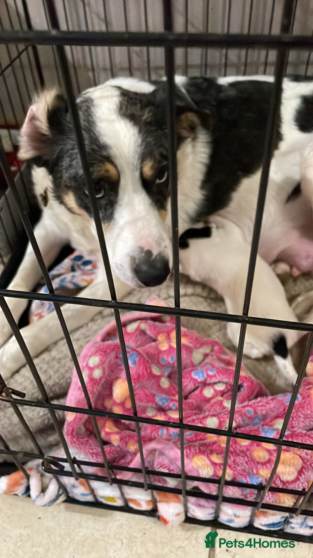 Border Collie dogs for sale: Border colliers are waiting for there new home - Image 2