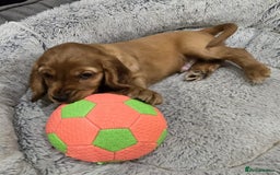Cocker Spaniel dogs for sale: 🐾 Adorable Cocker Spaniel Puppies for Sale! 🐾 - Image 14