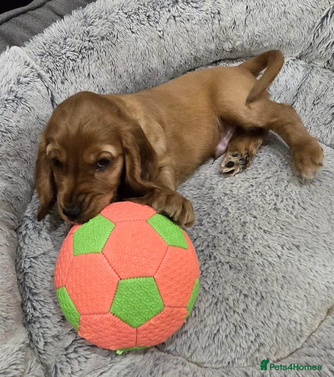 Cocker Spaniel dogs for sale: 🐾 Adorable Cocker Spaniel Puppies for Sale! 🐾 - Image 14