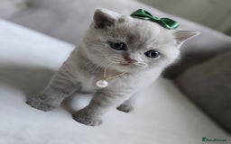 British Shorthair cats for sale: British Short-hair Kittens *One female avaliable!* in Newtownabbey - Image 16