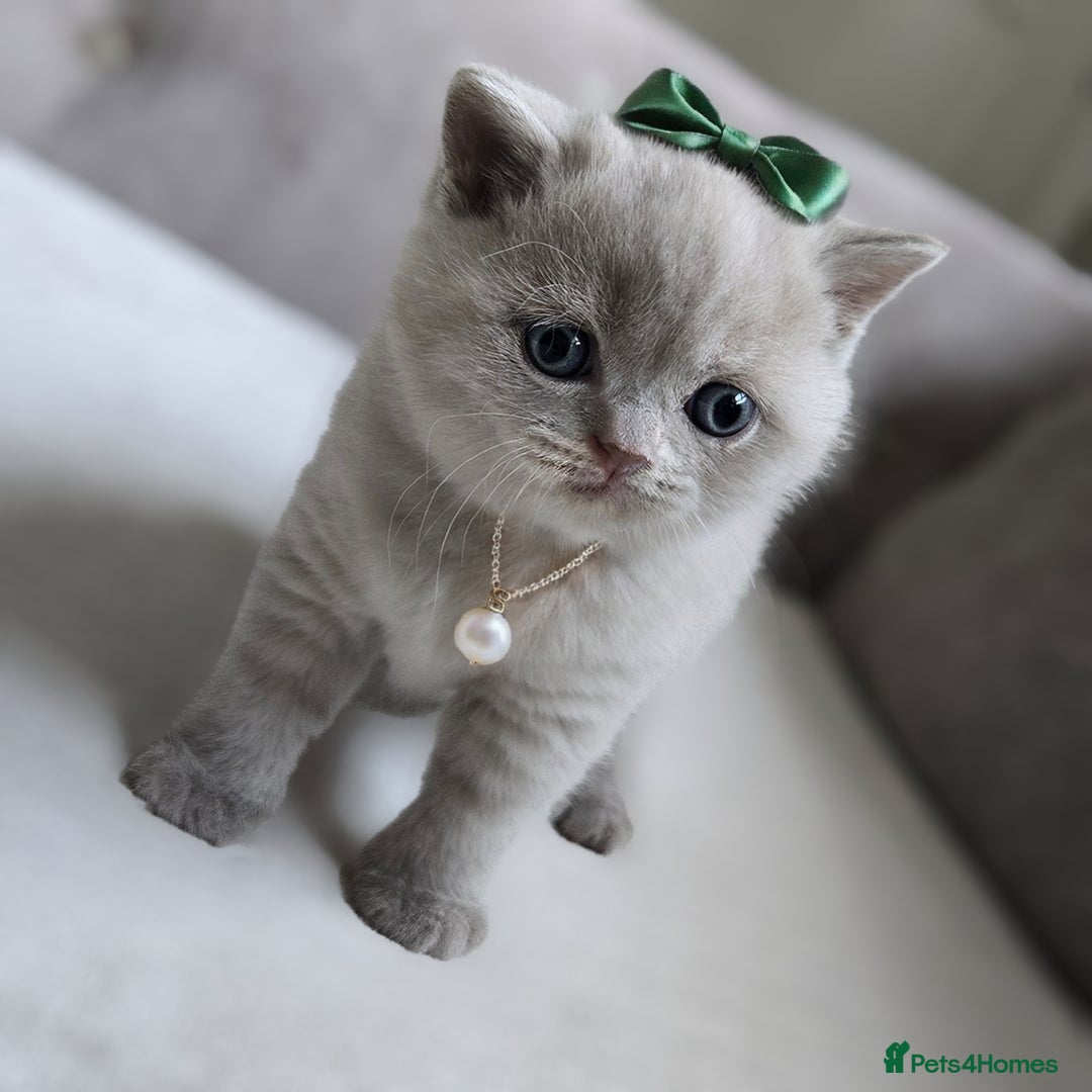 British Shorthair cats for sale: British Short-hair Kittens *One female avaliable!* in Newtownabbey - Image 16