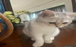 Scottish Fold cats for sale: Kittens 5  - Image 15