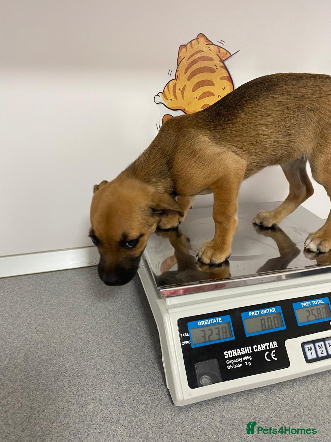 Mixed Breed dogs for adoption: Meet COOKIE, a Lovely Puppy Girl for a Loving Home - Image 30