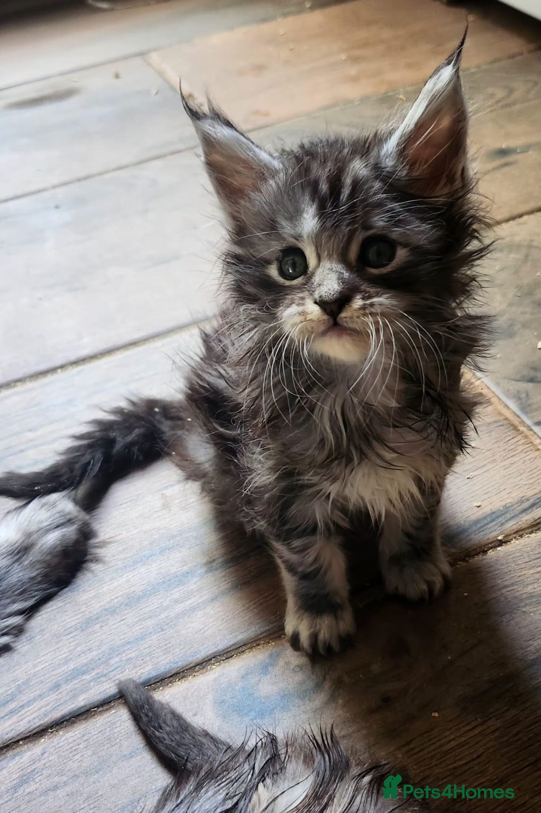 Maine Coon cats for sale: Maine coon purebred pedigre xl active in Barnsley - Image 7