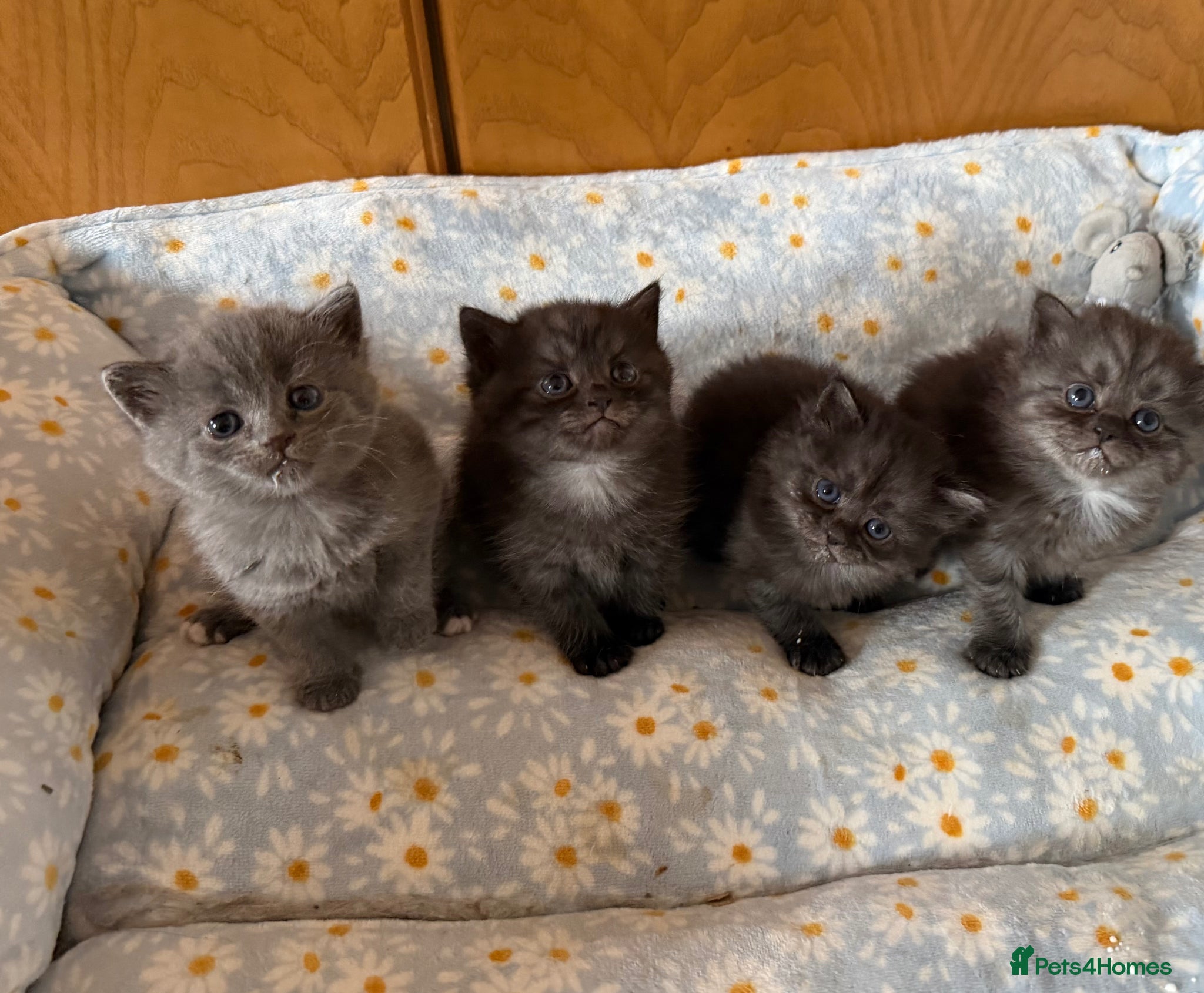 Persian cats Persian x British shorthair  - Advert 2