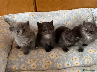 Persian cats Persian x British shorthair - Advert 3
