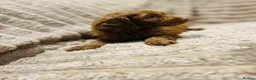 Cavapoo dogs for sale: Adorable red cavapoos!  - Advert 10