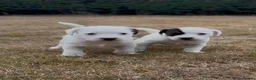 Parson Russell dogs for sale: Quality Parson Russell Puppies - Advert 5