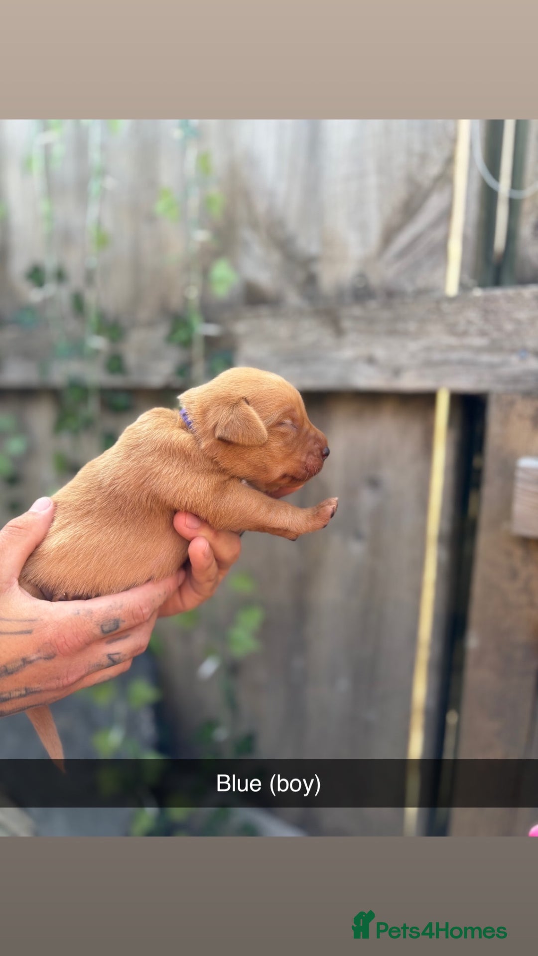 Labrador Retriever dogs for sale: Stunning Fox Red Labrador puppies  - Image 10