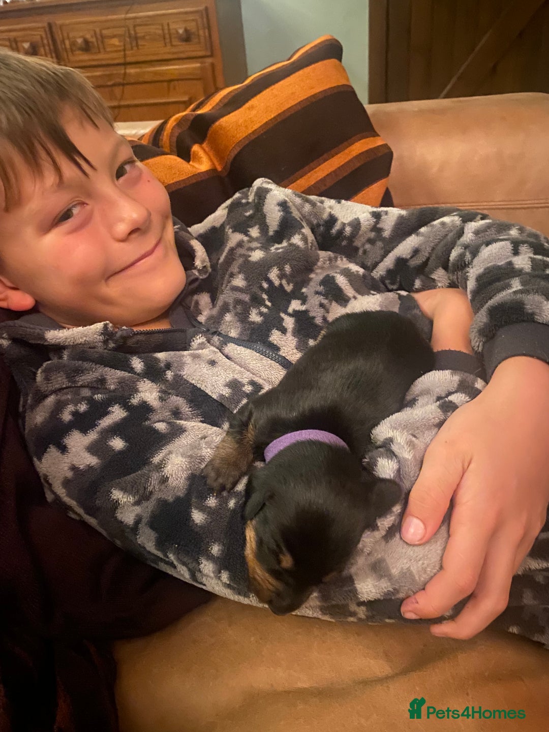 Mixed Breed dogs for sale: Dachshund x Jack russell puppies  - Advert 11