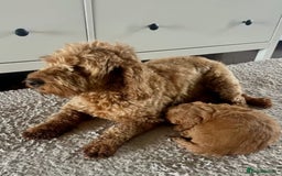 Cavapoo dogs for sale: Fully health tested Cavapoo puppies  - Image 4