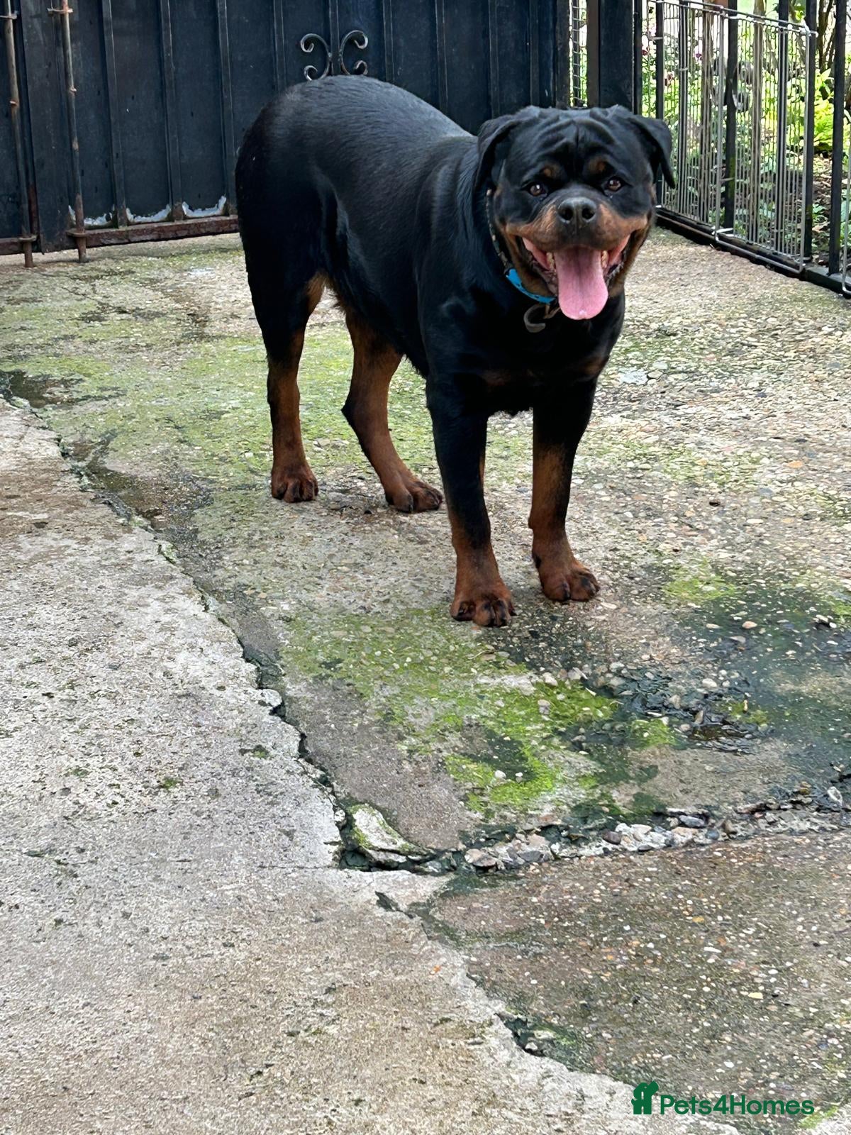 Rottweiler dogs Rottwiler puppies - Advert 1