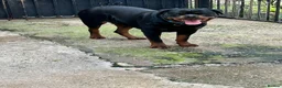 Rottweiler dogs for sale: Rottwiler puppies - Advert 1
