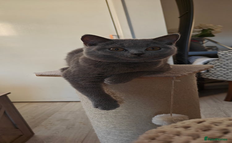 British Shorthair cats - Advert 1