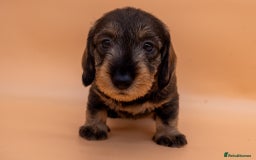Dachshund dogs for sale: KC Standard Wire-haired Dachshund puppies - Image 17