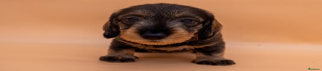 Dachshund Puppy 1