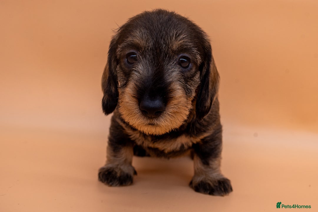 Dachshund dogs for sale: KC Standard Wire-haired Dachshund puppies - Image 17