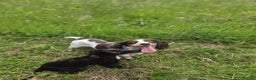 Sprocker dogs for sale: Sprocker spaniels for sale  - Advert 4