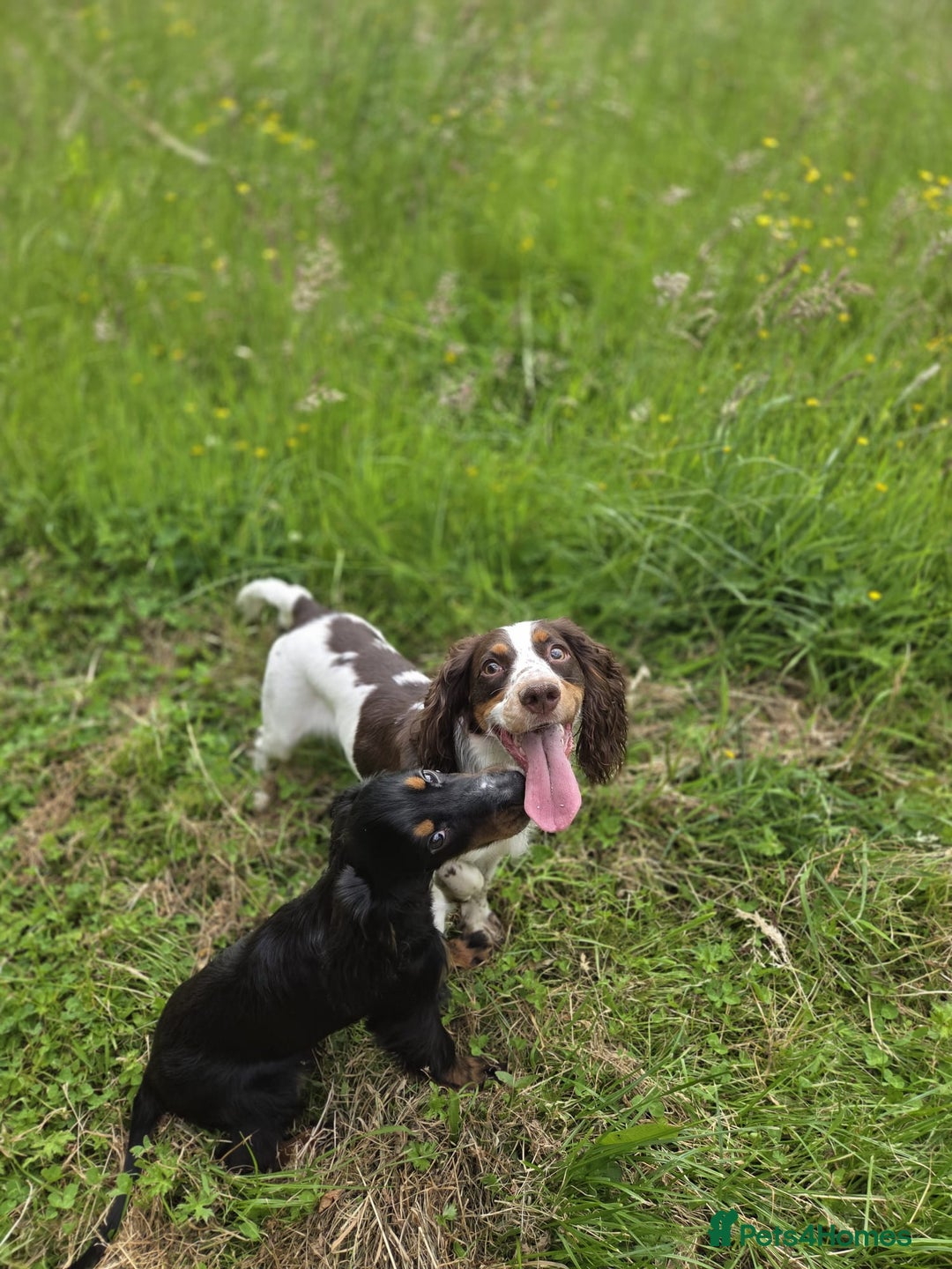 Sprocker dogs for sale: Sprocker spaniels for sale  - Advert 4