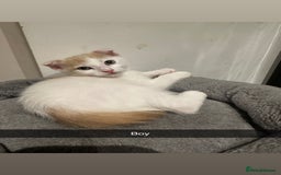 Mixed Breed cats for sale: Scottish Fold Mix with Domestic Shorthair (calico) - Image 2