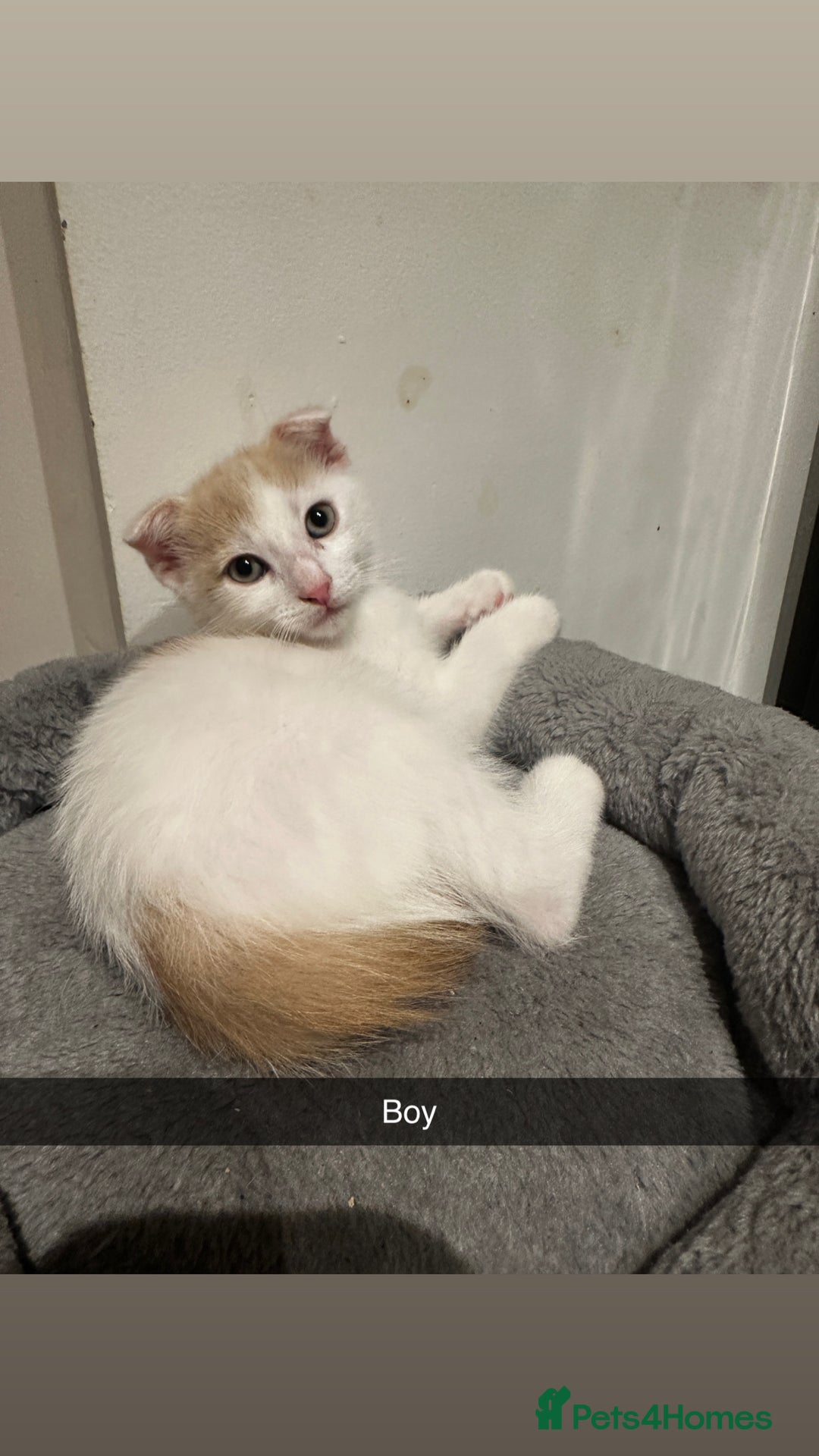 Mixed Breed cats for sale: Scottish Fold Mix with Domestic Shorthair (calico) - Image 2