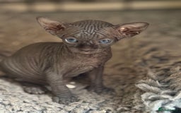 Sphynx cats for sale: ✨ Chunky Stunning Sphynx Kittens for Sale ✨ - Image 6