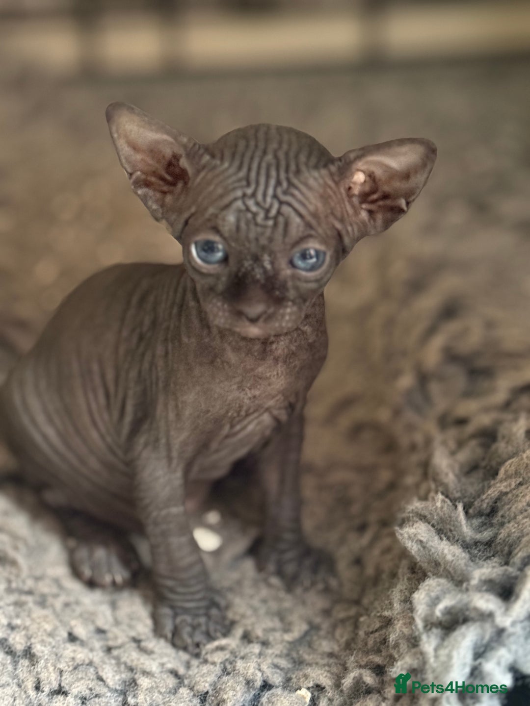 Sphynx cats for sale: ✨ Chunky Stunning Sphynx Kittens for Sale ✨ - Image 6
