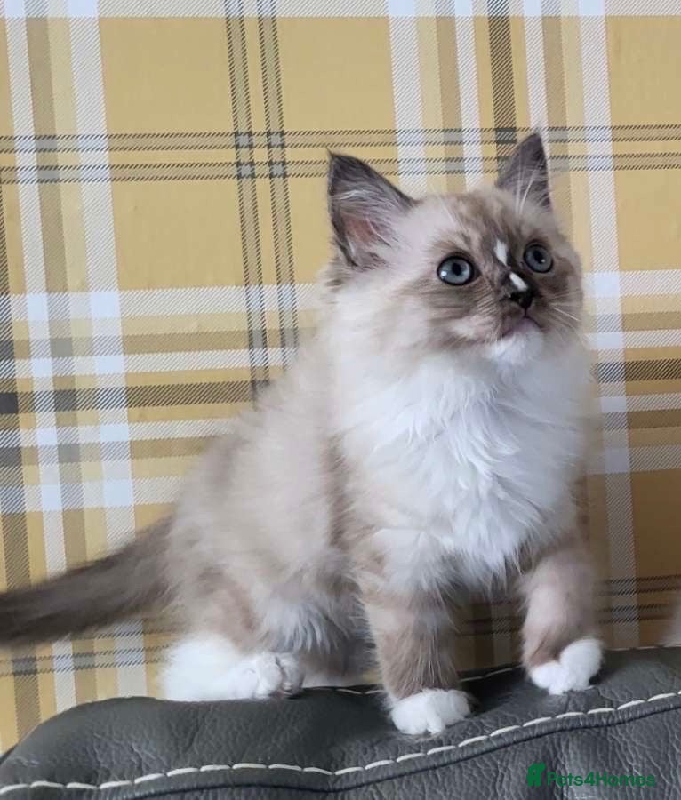 Ragdoll cats Seal and Blue full pedigree  - Advert 4