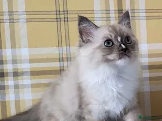 Ragdoll cats Seal and Blue full pedigree - Advert 4