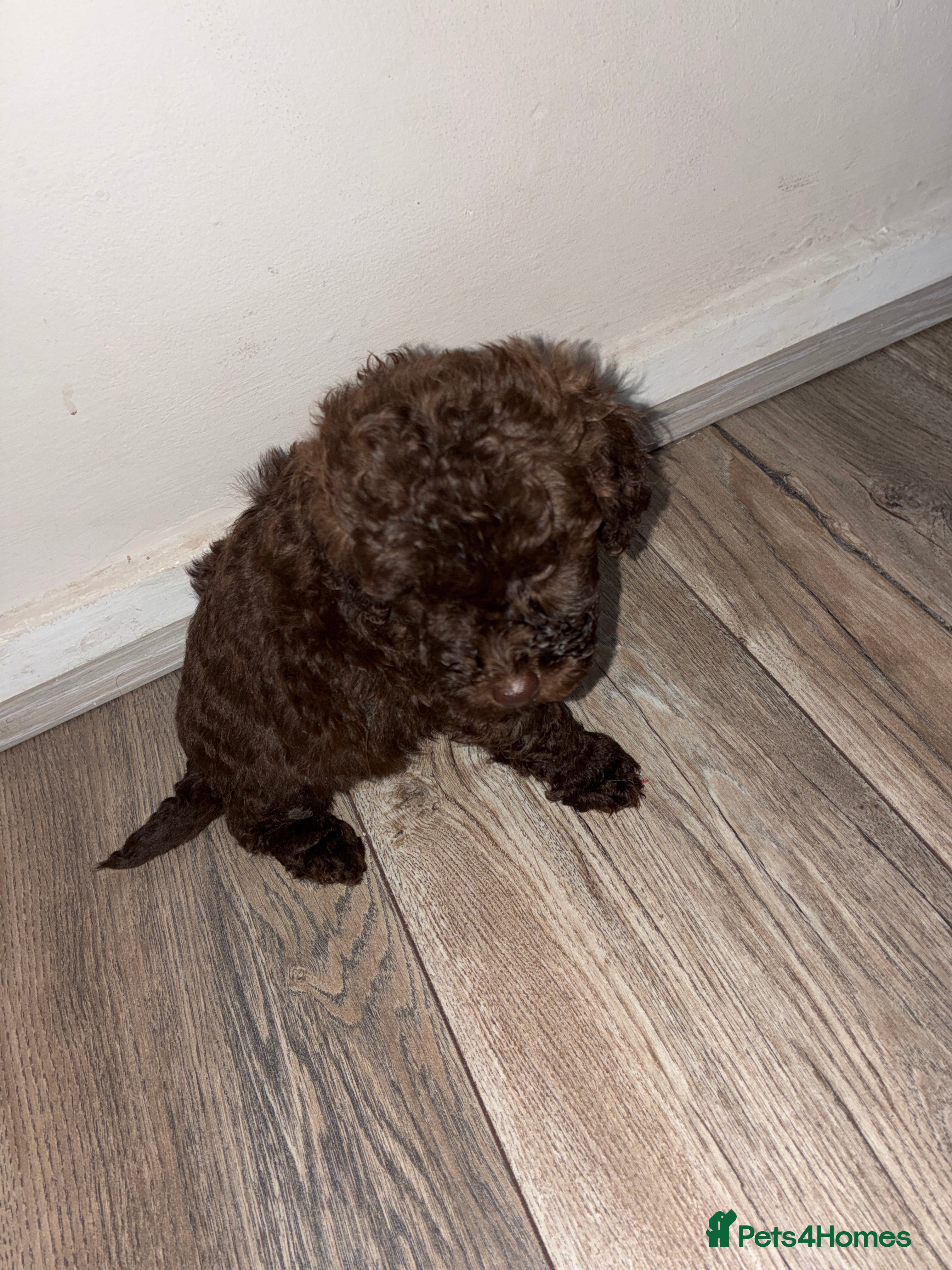 Toy Poodle dogs for sale: Amazing toy poodle puppies  - Advert 2