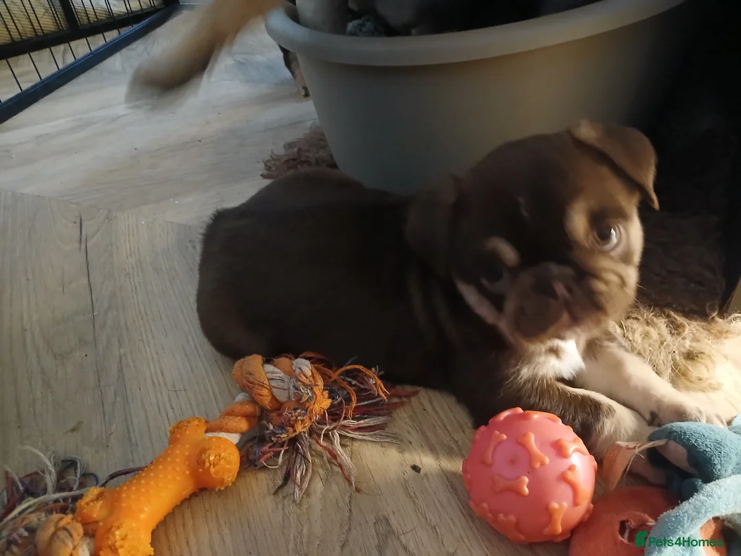 Pug dogs for sale: Chocolate kc registered pug puppies - Advert 1