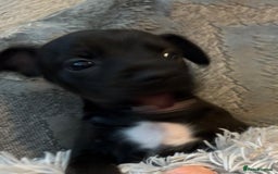 Patterdale Terrier dogs for sale: Patterdale pups for sale  - Image 7