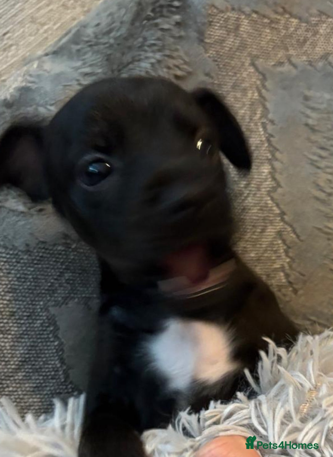 Patterdale Terrier dogs for sale: Patterdale pups for sale  - Image 7