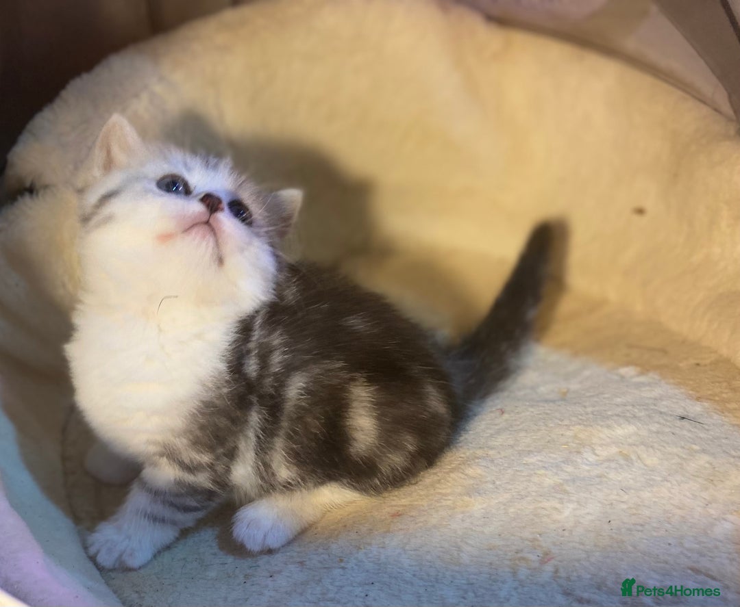 Munchkin cats for sale: Full Pedigree Munchkin Kittens  - Image 16