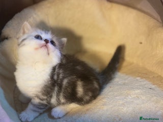 Munchkin cats - Advert 1