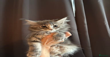 Maine Coon cats - Advert 10