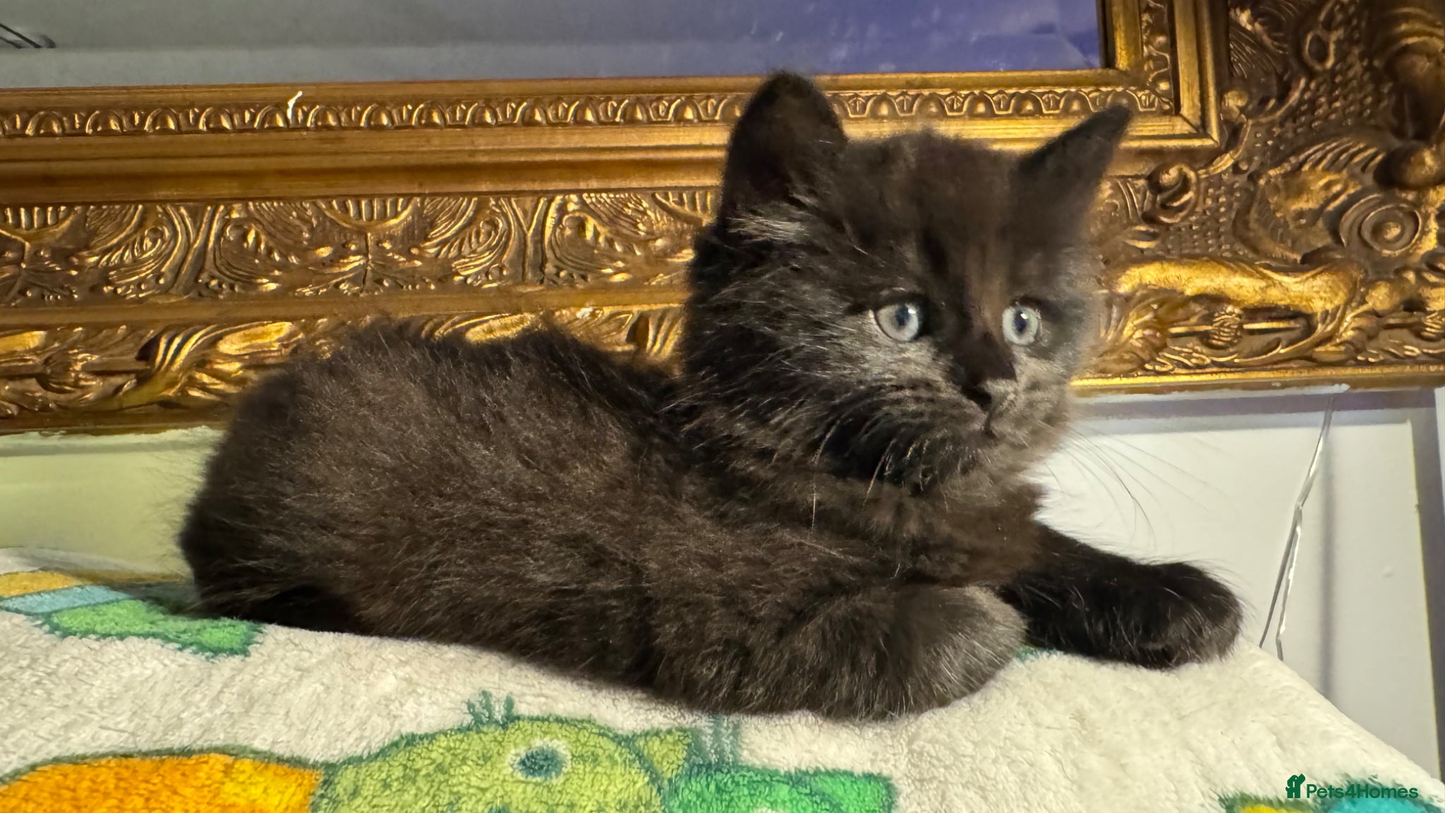 Mixed Breed cats Beautiful kittens 🐈‍⬛  - Advert 1