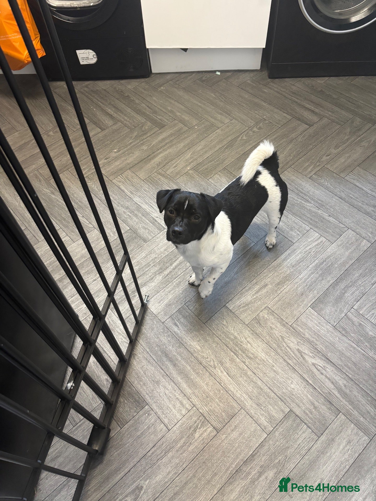 Jack Russell dogs for sale: Jack russell - Advert 12