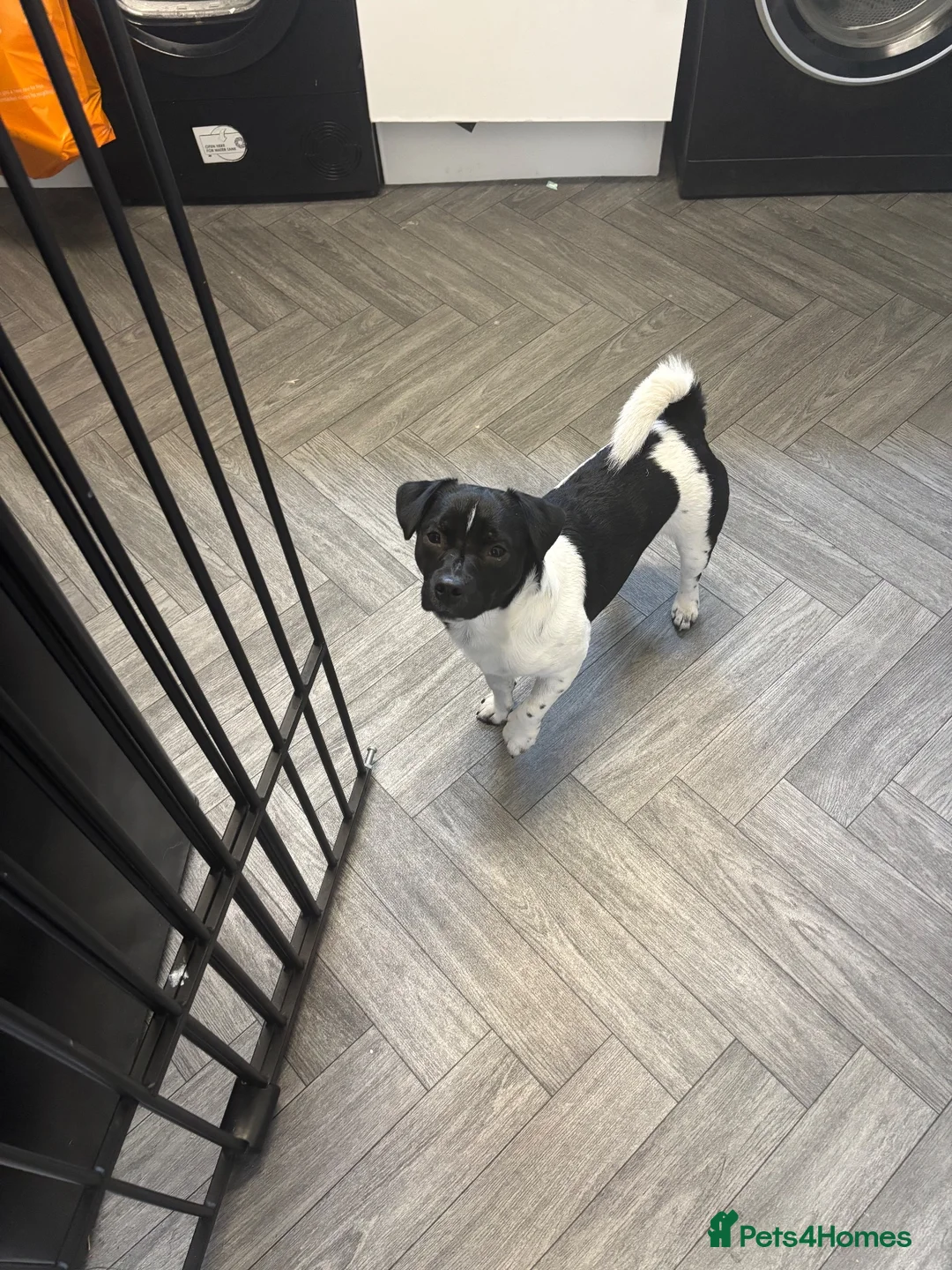 Jack Russell dogs for sale: Jack russell - Advert 1