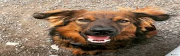 Mixed Breed dogs for sale: German Shepherd x Springer Spaniel puppies - Advert 10